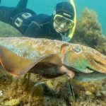Australia usually hosts the world's biggest cuttlefish mating event - not this year