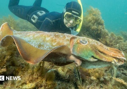 Australia usually hosts the world's biggest cuttlefish mating event - not this year
