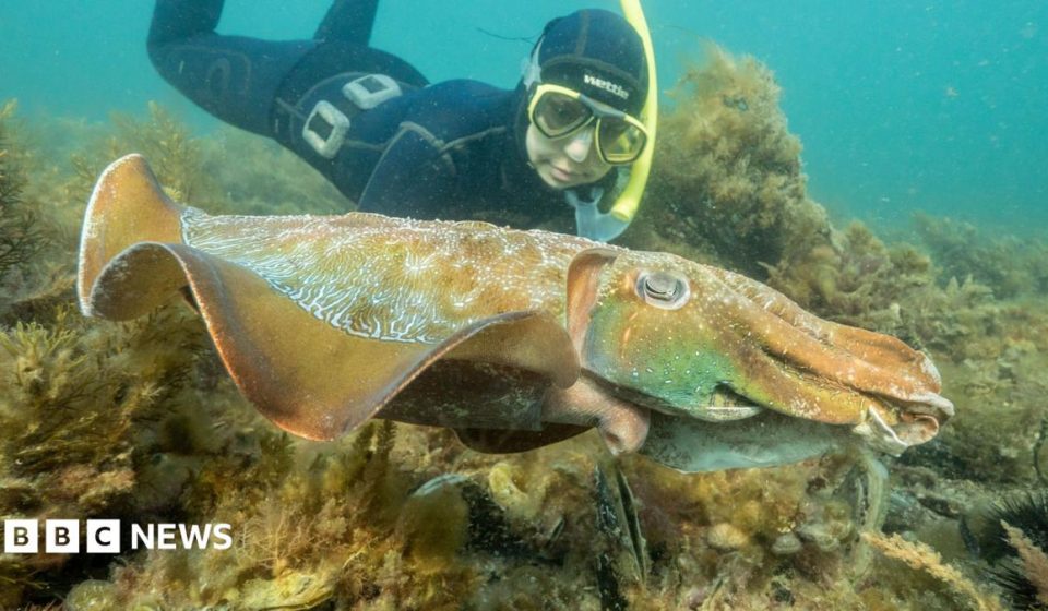 Australia usually hosts the world's biggest cuttlefish mating event - not this year