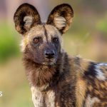 Wild dogs record 2,500-mile trek across Africa in search of a mate