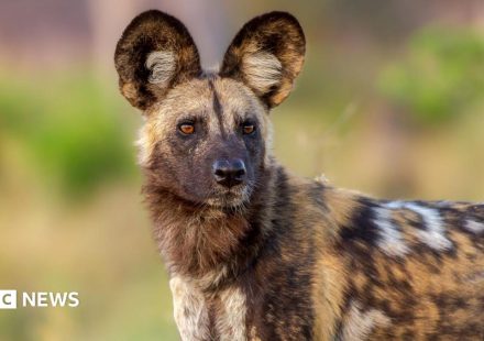 Wild dogs record 2,500-mile trek across Africa in search of a mate