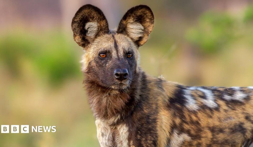 Wild dogs record 2,500-mile trek across Africa in search of a mate
