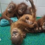 Baby orangutans found in Indian forest spark trafficking inquiry