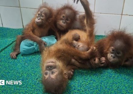Baby orangutans found in Indian forest spark trafficking inquiry
