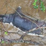 Zambians warned not to eat dead wildlife after anthrax kills dozens of animals