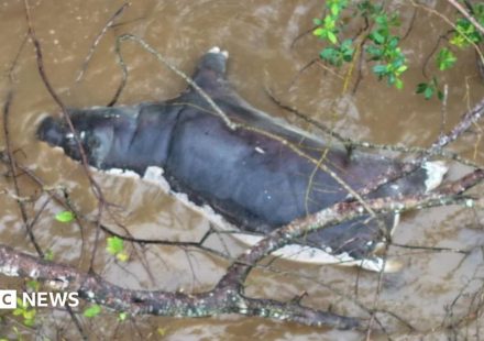 Zambians warned not to eat dead wildlife after anthrax kills dozens of animals