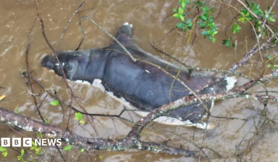 Zambians warned not to eat dead wildlife after anthrax kills dozens of animals