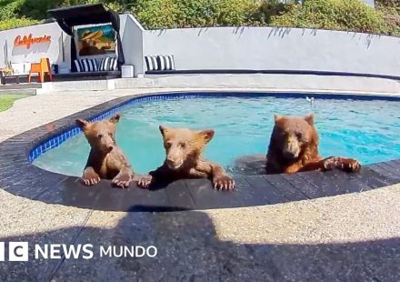 EN VIDEO | La familia de osos que se baña varios días a la semana en nuestra piscina