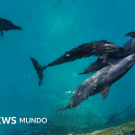 Las penosas condiciones en las que viven 9 delfines que quedaron enfermos en un parque acuático clausurado en Cancún