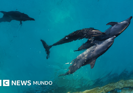 Las penosas condiciones en las que viven 9 delfines que quedaron enfermos en un parque acuático clausurado en Cancún