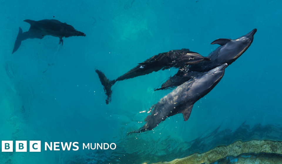 Las penosas condiciones en las que viven 9 delfines que quedaron enfermos en un parque acuático clausurado en Cancún