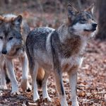 Trump signs order to remove endangered species protection for grey wolves