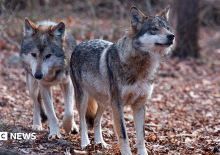 Trump signs order to remove endangered species protection for grey wolves