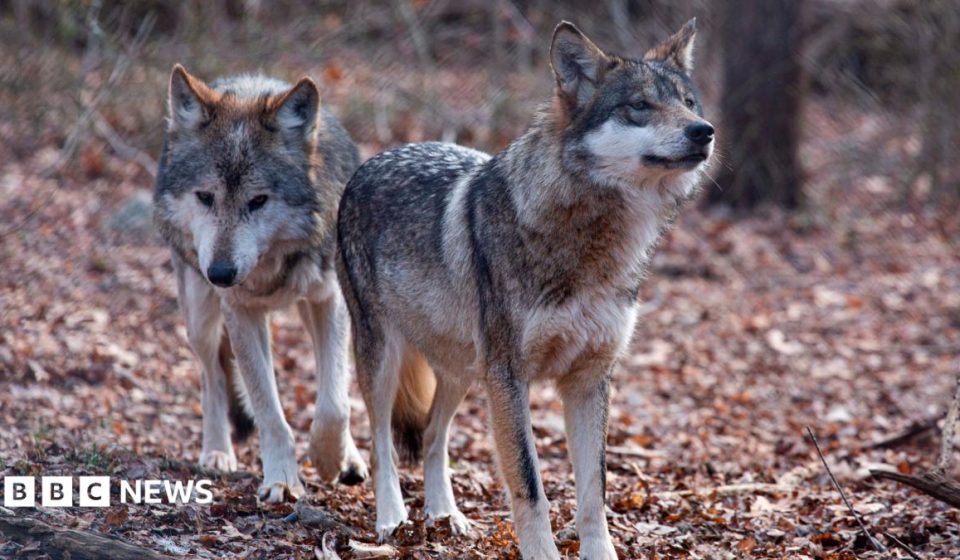 Trump signs order to remove endangered species protection for grey wolves