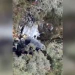 (VIDEO) Muere cantante brasileño Carvalho junto a otras cuatro personas en accidente aéreo
