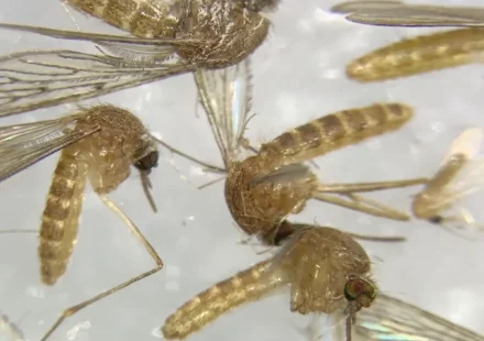 Italia eleva a 51 los muertos por el virus del Nilo Occidental y supera las cifras de 2025