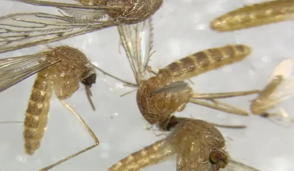 Italia eleva a 51 los muertos por el virus del Nilo Occidental y supera las cifras de 2025