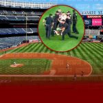 Hombre irrumpe con bandera palestina en juego Mets-Yankees