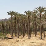 In Yemen, dates provide lifeline for farmers with few economic options