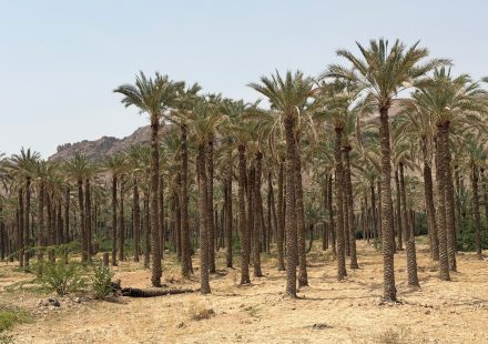 In Yemen, dates provide lifeline for farmers with few economic options