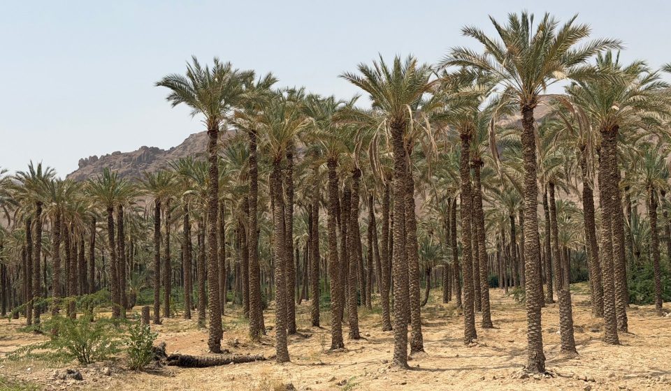 In Yemen, dates provide lifeline for farmers with few economic options