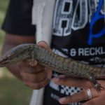 Hallan dos lagartos endémicos de RD en peligro de extinción en el Parque Nacional La Humeadora