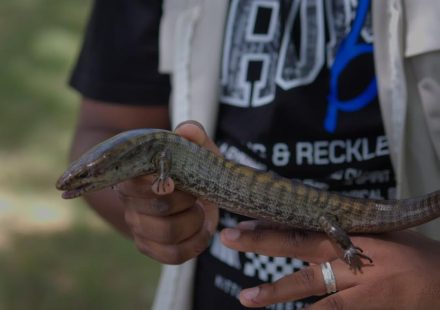 Hallan dos lagartos endémicos de RD en peligro de extinción en el Parque Nacional La Humeadora