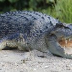 River home to 500 crocodiles chosen as Olympic rowing venue