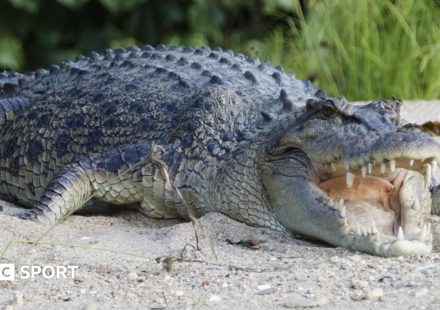 River home to 500 crocodiles chosen as Olympic rowing venue