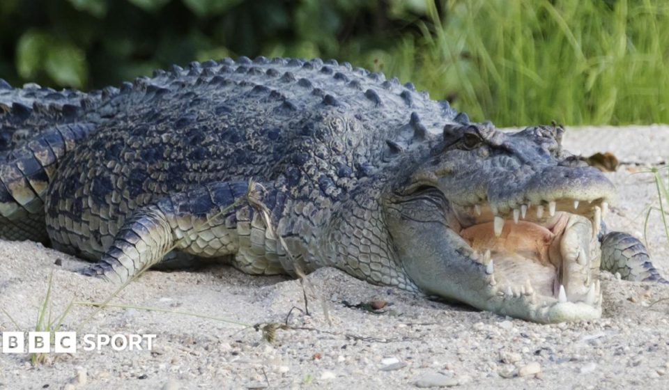River home to 500 crocodiles chosen as Olympic rowing venue