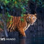 Los misteriosos bosques de manglar capturados en 13 impactantes imágenes
