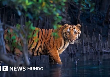 Los misteriosos bosques de manglar capturados en 13 impactantes imágenes