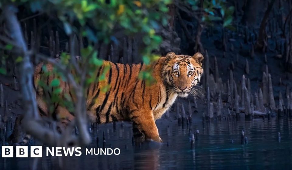 Los misteriosos bosques de manglar capturados en 13 impactantes imágenes