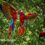 Por qué las guacamayas rojas dejan morir a sus crías y cómo una científica peruana intenta salvarlas