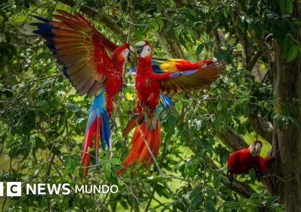 Por qué las guacamayas rojas dejan morir a sus crías y cómo una científica peruana intenta salvarlas