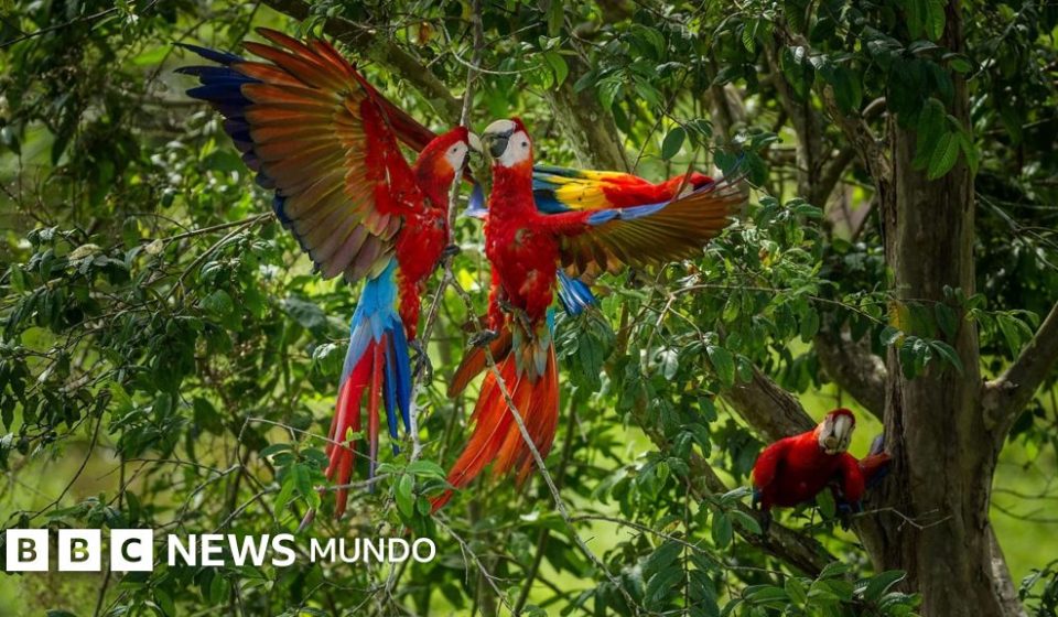 Por qué las guacamayas rojas dejan morir a sus crías y cómo una científica peruana intenta salvarlas