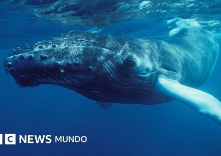 "Nadie había escuchado nada parecido": el extraordinario momento en que el mundo se dio cuenta de que las ballenas cantan