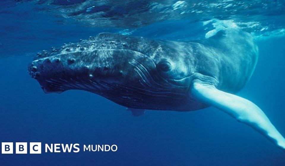"Nadie había escuchado nada parecido": el extraordinario momento en que el mundo se dio cuenta de que las ballenas cantan