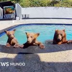 Compartimos casa con una familia de osos que se baña varios días a la semana en nuestra piscina