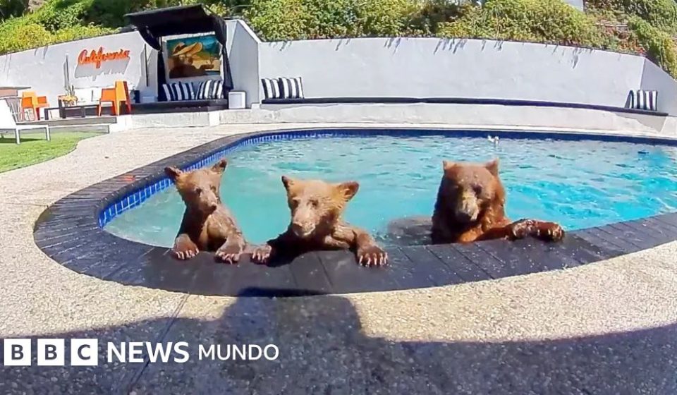Compartimos casa con una familia de osos que se baña varios días a la semana en nuestra piscina