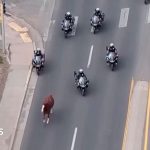 Runaway horse captured by police on motorbikes