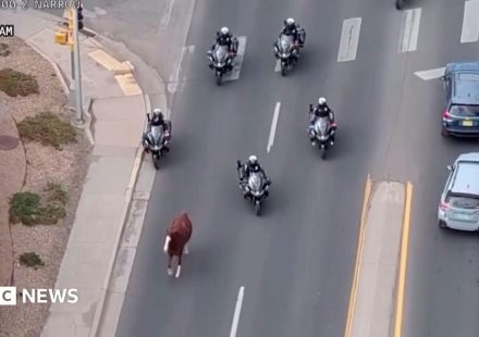 Runaway horse captured by police on motorbikes