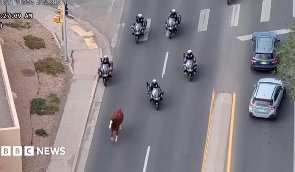 Runaway horse captured by police on motorbikes