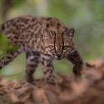 New cat species found, first in more than 100 years