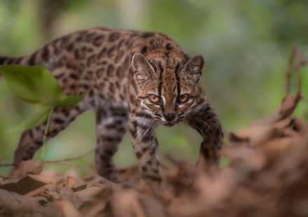 New cat species found, first in more than 100 years