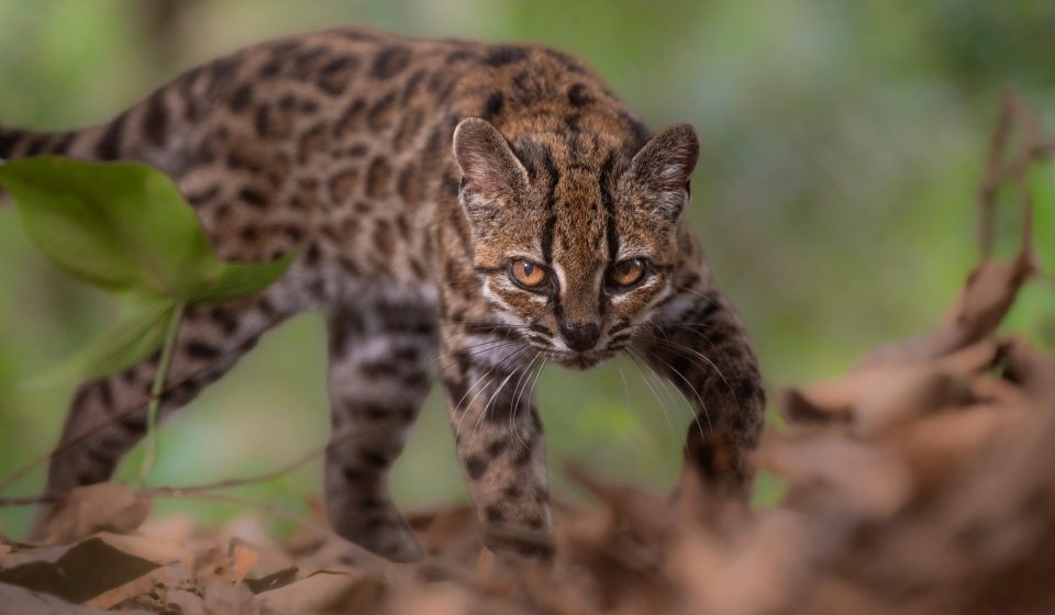New cat species found, first in more than 100 years