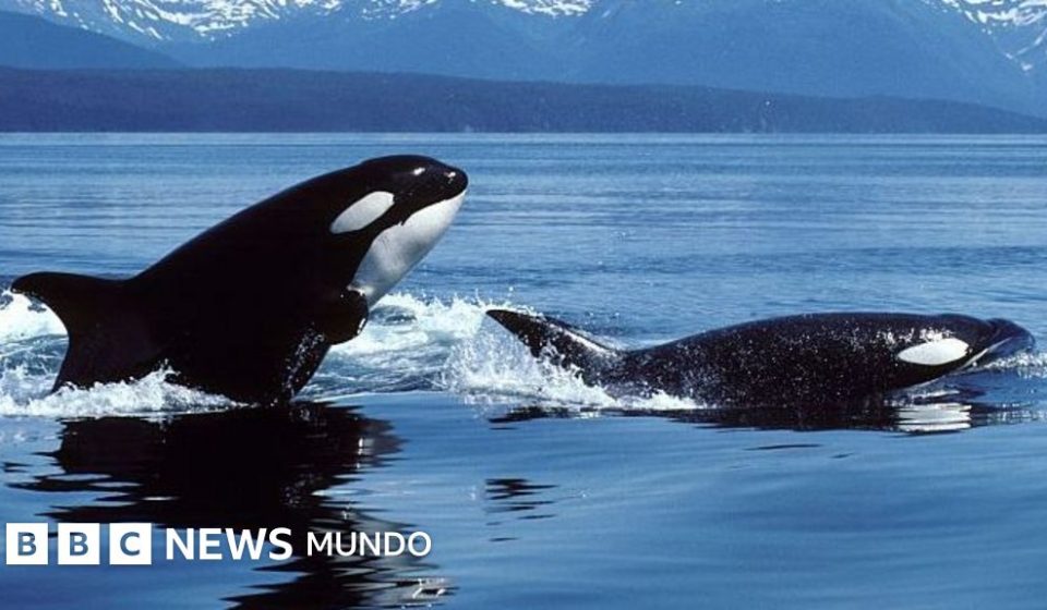 Orcas vs. tiburones blancos: la sangrienta batalla entre los mayores depredadores marinos que tiene perplejos a los científicos