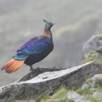 A beautiful Himalayan bird is changing its voice due to human activity, research shows