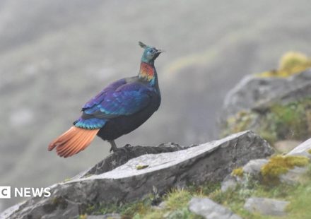 A beautiful Himalayan bird is changing its voice due to human activity, research shows