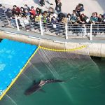 Celebrity shark guided out of South Korea canal refuses to swim out to sea